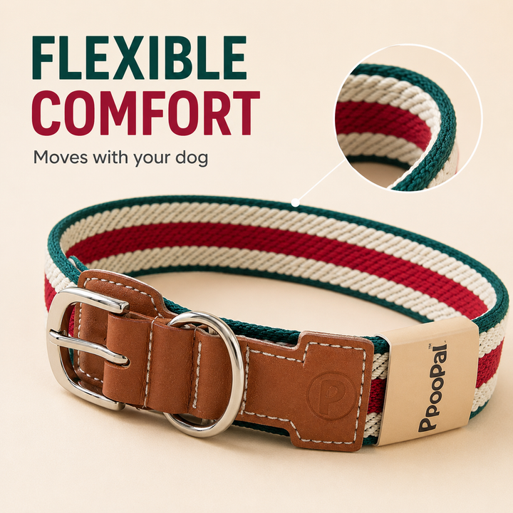 Adjustable Stretch Woven Dog Collar with Leather Accents and Metal D-Ring