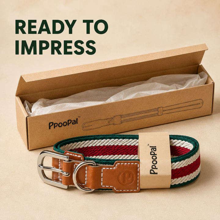 Adjustable Stretch Woven Dog Collar with Leather Accents and Metal D-Ring