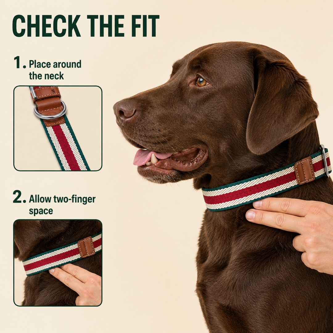 Adjustable Stretch Woven Dog Collar with Leather Accents and Metal D-Ring